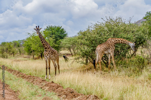 Two giraffe eat while keeping an eye on me