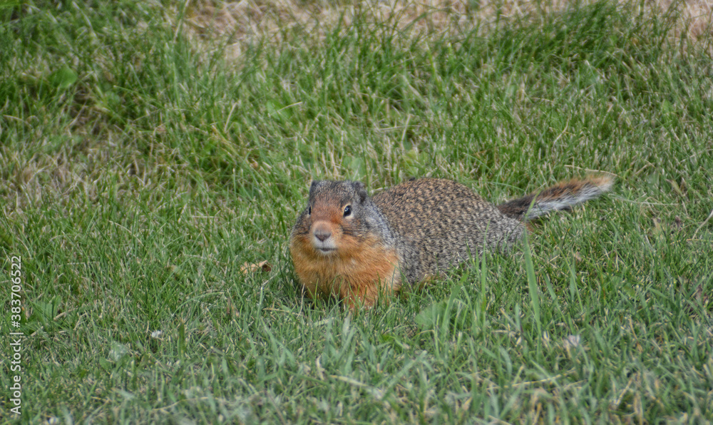 Columbian Ground Squirrel (Urocitellus columbianus) on a green, grassy lawn. Columbian Ground Squirrel (Urocitellus columbianus) on a green, grassy lawn.