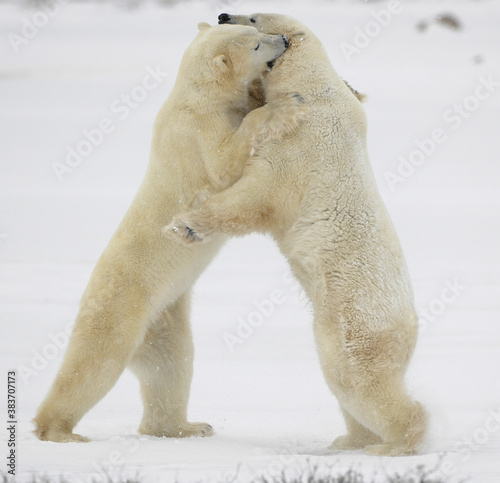 Fighting polar bears.