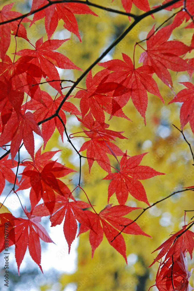 晩秋の角館・紅葉 晩秋の角館・紅葉