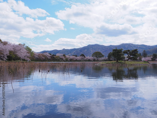 桜と青空