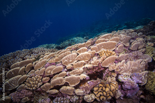 Healthy, colorful corals on the Reef