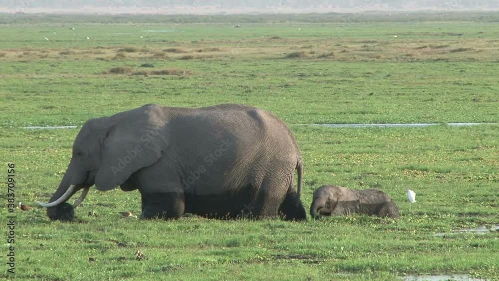 A baby elephant eats just behind the mother A baby elephant eats just behind the mother
