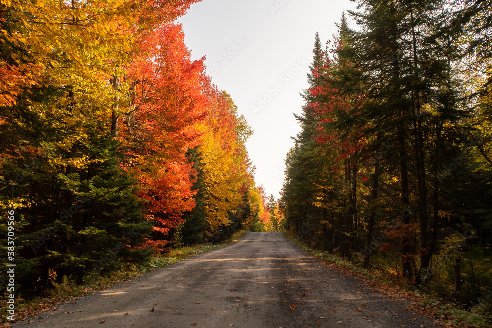 Autumnal view of fallen leaves on a road in the Frontenac national park, Canada
