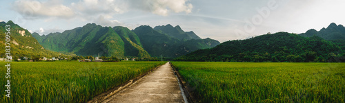 Terraced rice field with rural road in Lac village, Mai Chau Valley, Vietnam, Southeast Asia. photo