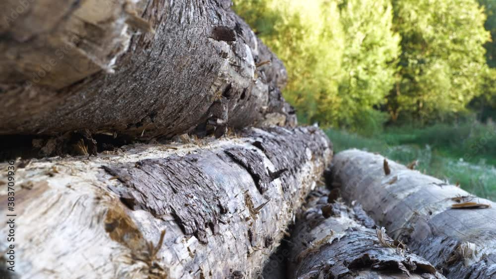 Partly excorticated logs, close up, forward camera movement Partly excorticated logs, close up, forward camera movement