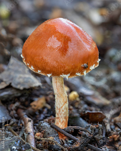Leratiomyces ceres fungus (Redlead Roundhead) - Lamington National Park, QLD photo