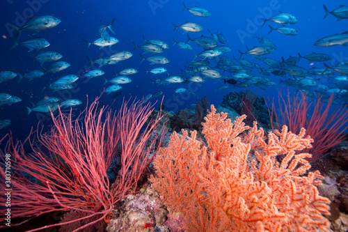 Fototapeta Naklejka Na Ścianę i Meble -  A school of trevally and soft corals on the reef