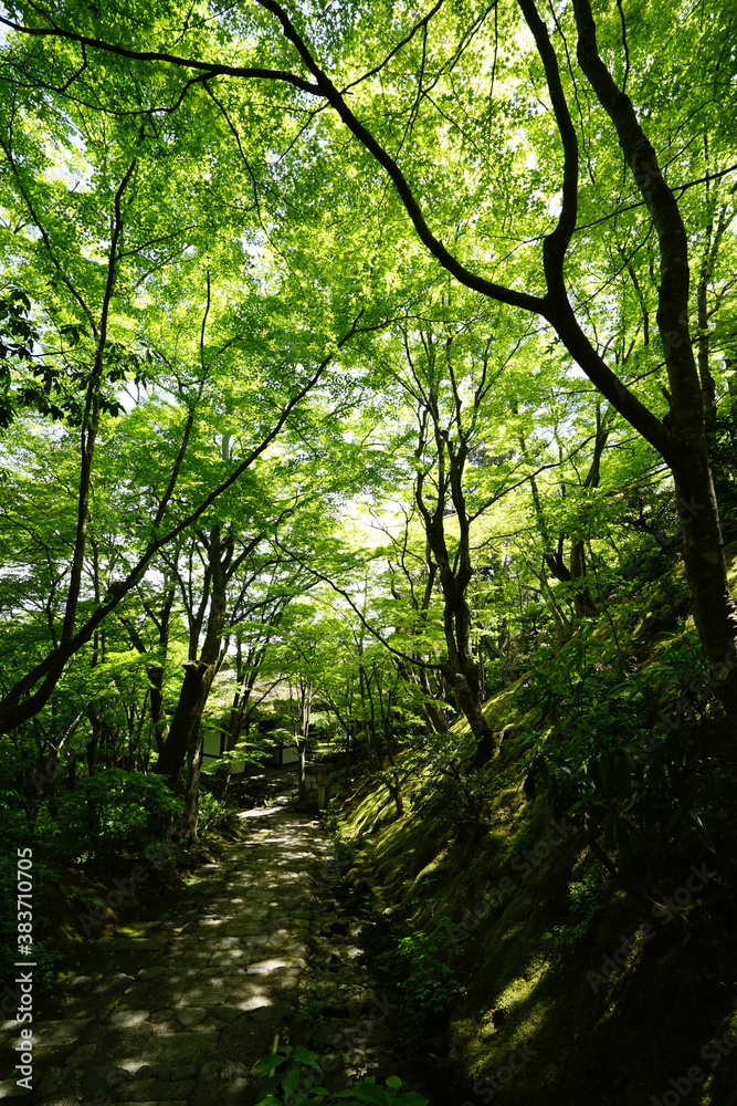 常寂光寺の新緑の風景