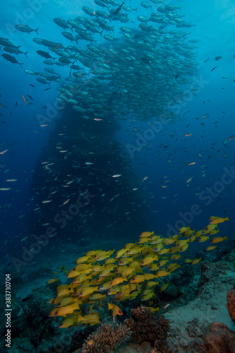 An underwater reef scene with aschools of fish