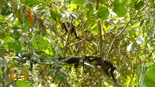 Hesitant monkey walks down to find a comforatble and safe resting spot photo