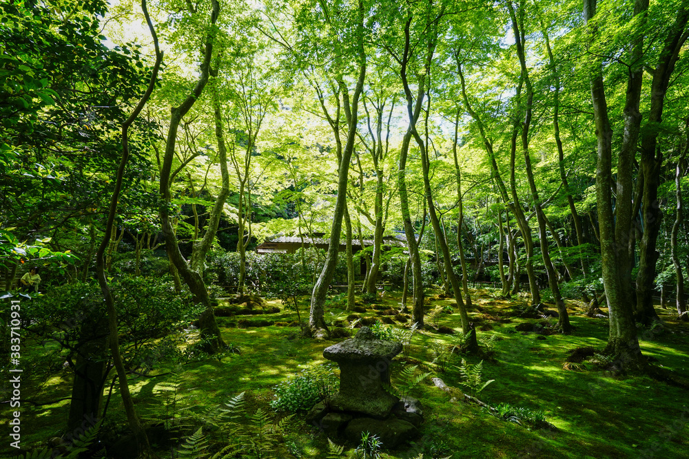 祇王寺の新緑の風景 祇王寺の新緑の風景