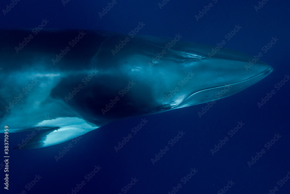 Fototapeta premium A large Minke Whale swims close to the surface