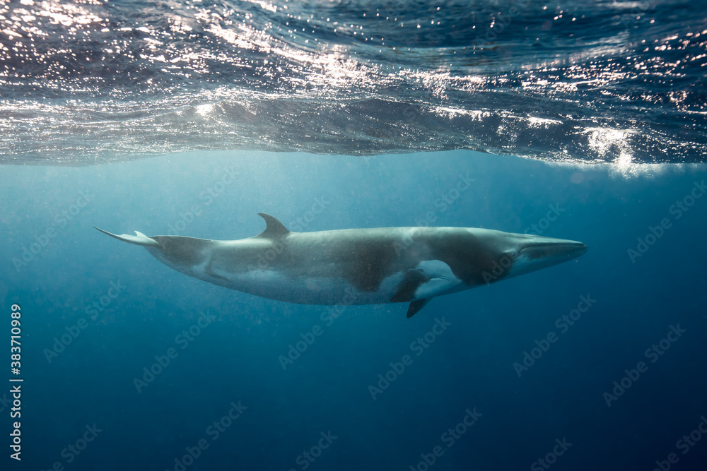 Fototapeta premium A large Minke Whale swims close to the surface