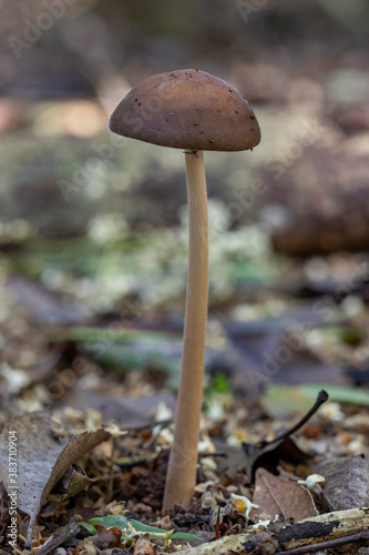 Oudemansiella gigaspora (Hymenopellis) fungus growing on forest floor - Lamington National Park, Queensland, Australia photo
