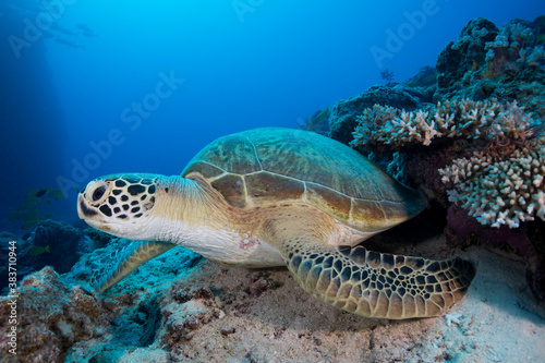 A Green Sea Turtle sits on the reef © Jemma Craig