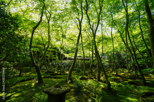 祇王寺の新緑の風景