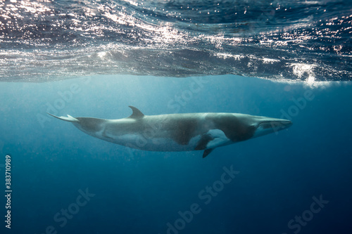 A large Minke Whale swims close to the surface