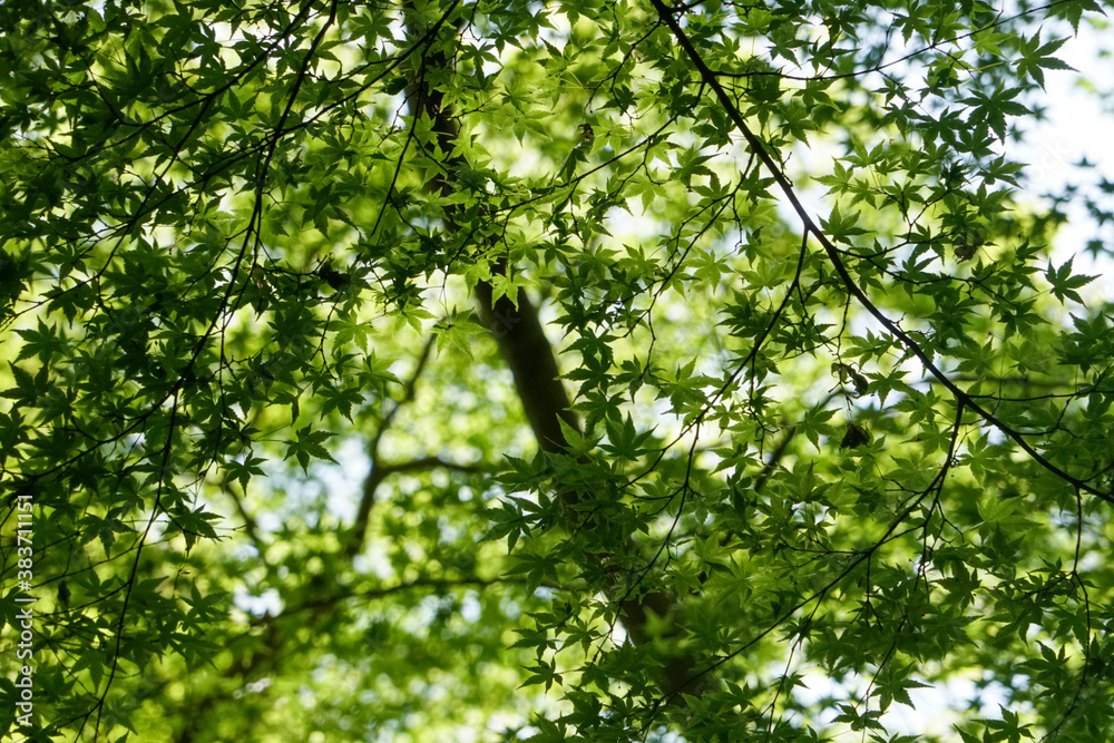 日本楓の新緑 日本楓の新緑