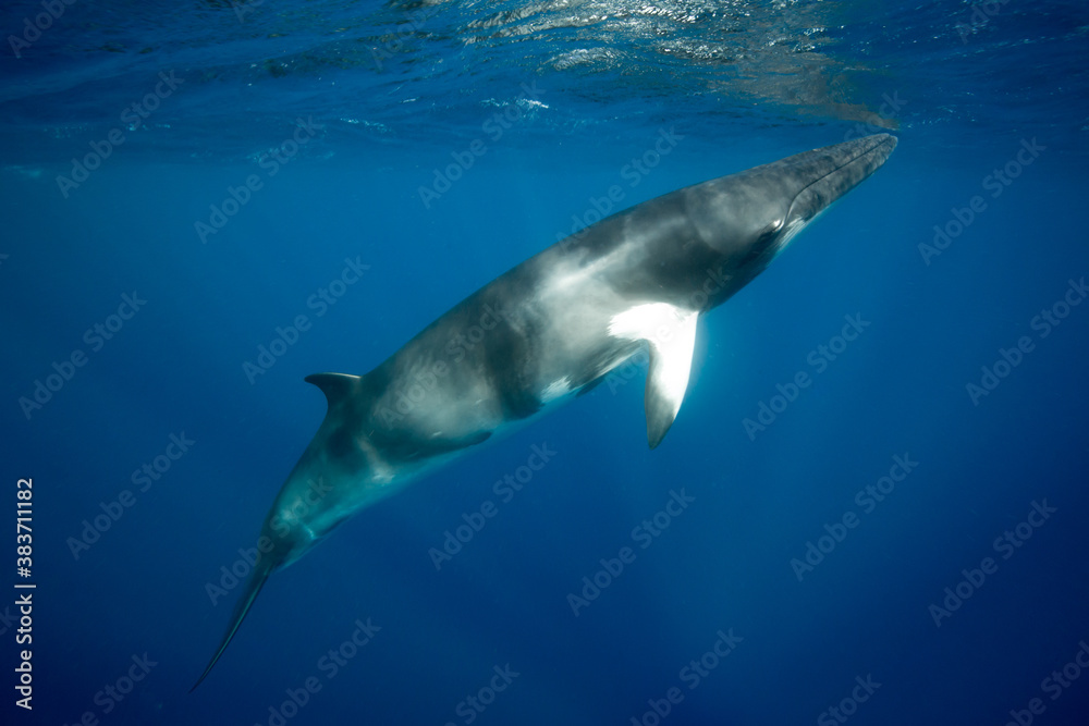 A large Minke Whale swims close to the surface A large Minke Whale swims close to the surface