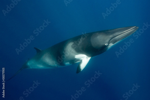 A large Minke Whale swims close to the surface