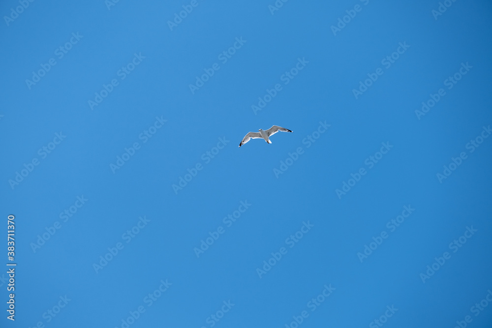 Seagull Flying High in the Blue Sky Seagull Flying High in the Blue Sky