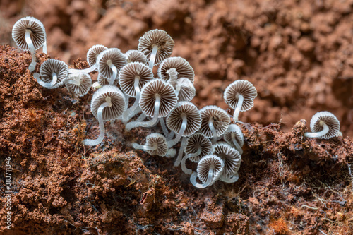 Quadro em tela Coprinellus disseminatus fungi (Fairy Inkcaps) growing on the underside of an up