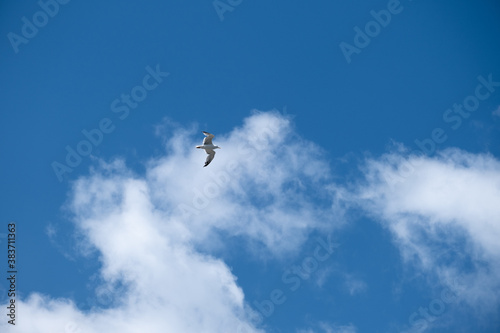 Seagull Flying High in the Blue Sky