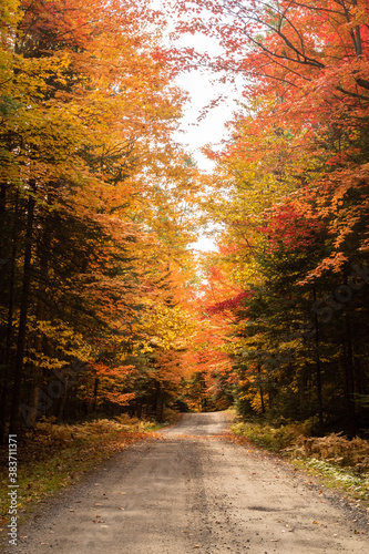 Autumnal view of a road in the Frontenac national park  Canada
