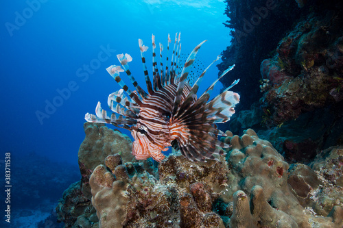A lionfish sits on the Great Barrier Reef