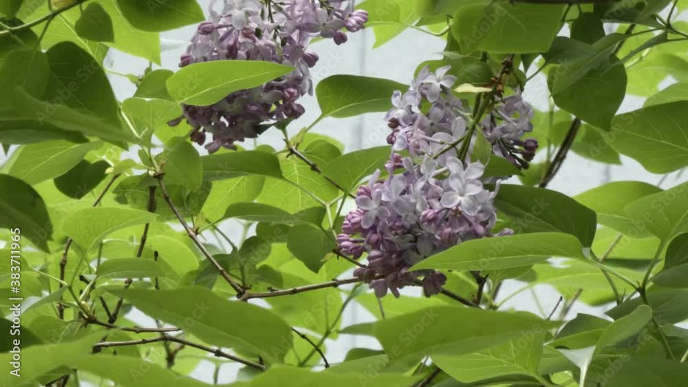 delicate purple lilac blooming on shrub delicate purple lilac blooming on shrub