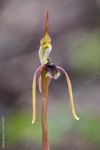 Common Wasp Orchid (Chiloglottis diphylla) - native to Australia - only approx 100mm high