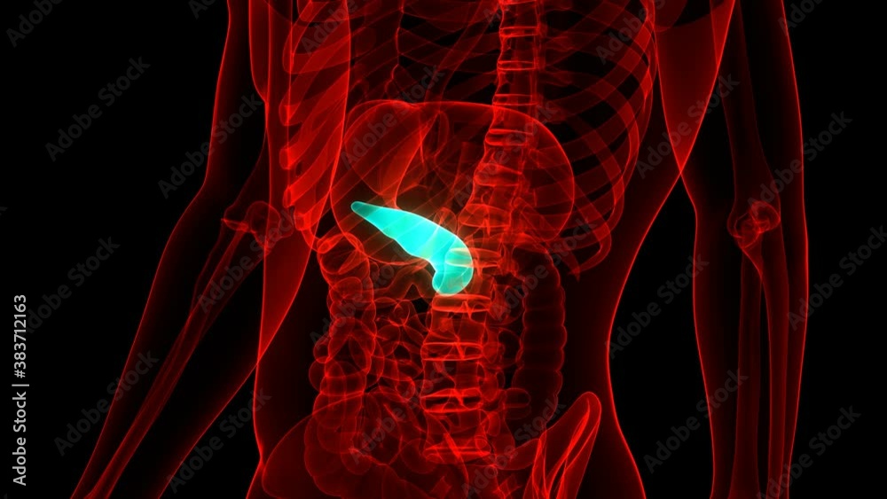 Human Internal Organ Pancreas Anatomy Animation Concept Stock 비디오 ...