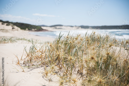 Simple natural background grass on the sand beach 