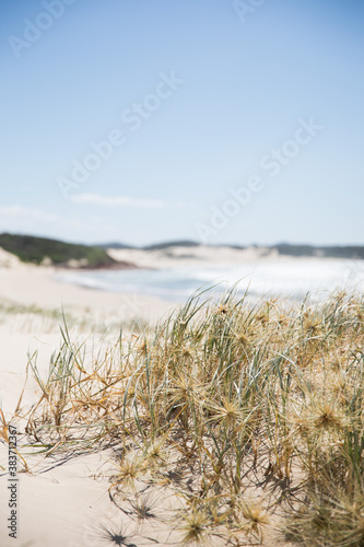 Simple natural background grass on the sand beach 