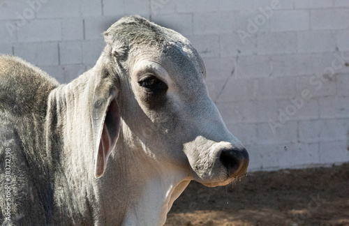 Long Horn Bull in Pen looking at camera