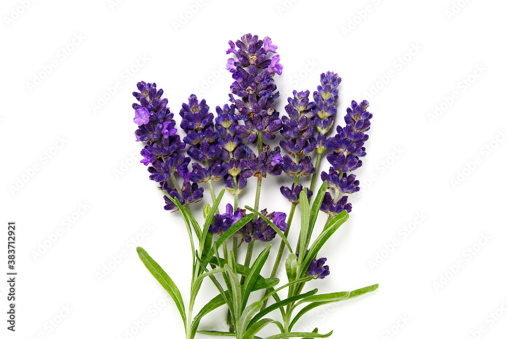 Fototapeta premium lavender flower isolated on white. lavender flowers blooms on white background.