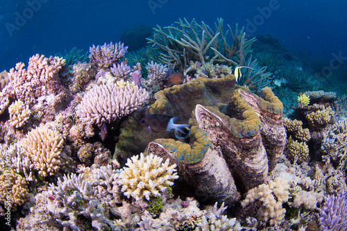 A large giant clam sits amongst healthy hard coral