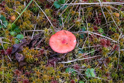 Foto View of Russula emetica, a basidiomycete mushroom, growing in sphagnum moss, i