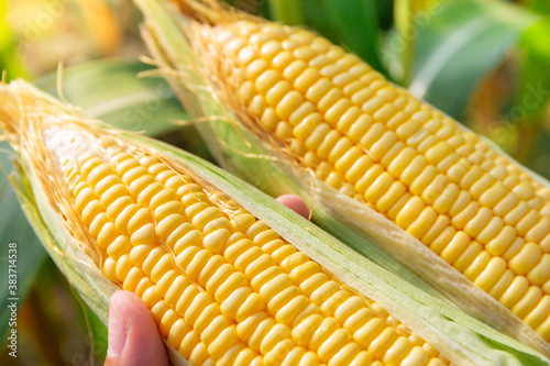 Farmer hold fresh organic corn cobs in his hands.