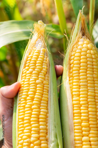 Farmer hold fresh organic corn cobs in his hands.