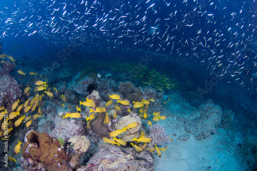 Colorful yellow striped snapper and fish swim on the reef