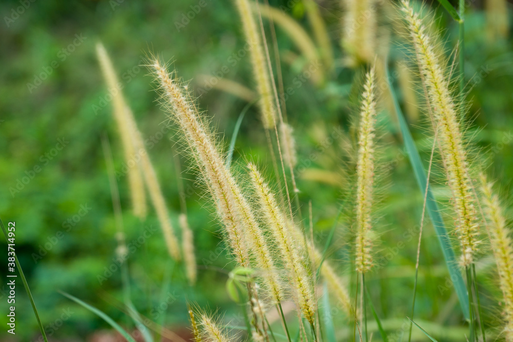 The Desho grass or (Pennisetum pedicellatum). Close-up shot outdoor with blurred background.