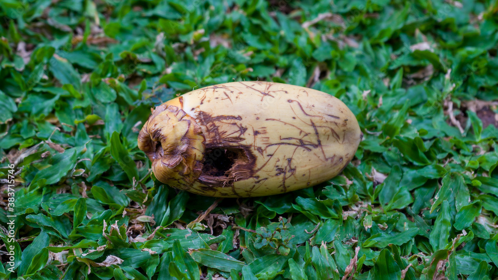 Coconuts have been perforated by squirrels, close-up shot on the grass. Coconuts have been perforated by squirrels, close-up shot on the grass.