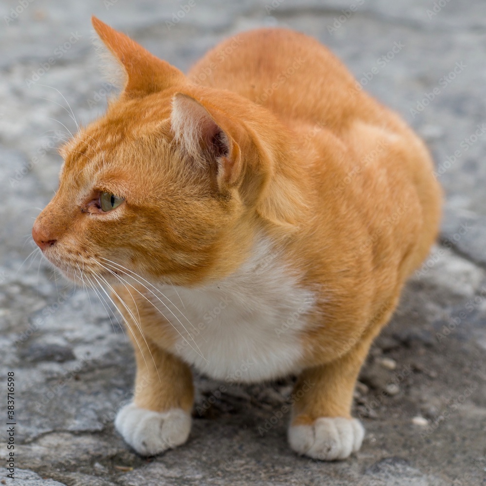 An adorable ginger domestic cat laying on the footpath, close-up shot outdoor.