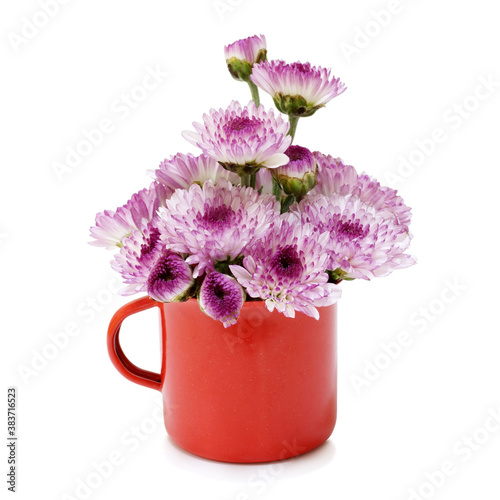 Spring purple flower in small cups cute isolated on white background