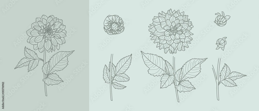 Set Dahlia Flowers with Leaves in Trendy Minimal Liner Style. Vector Floral Illustration for printing on t-shirt, Web Design, Invitation, Posters, creating a logo