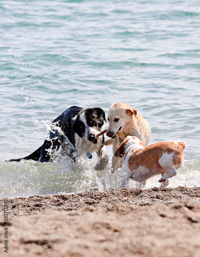 Canvas Print Three dogs playing on beach