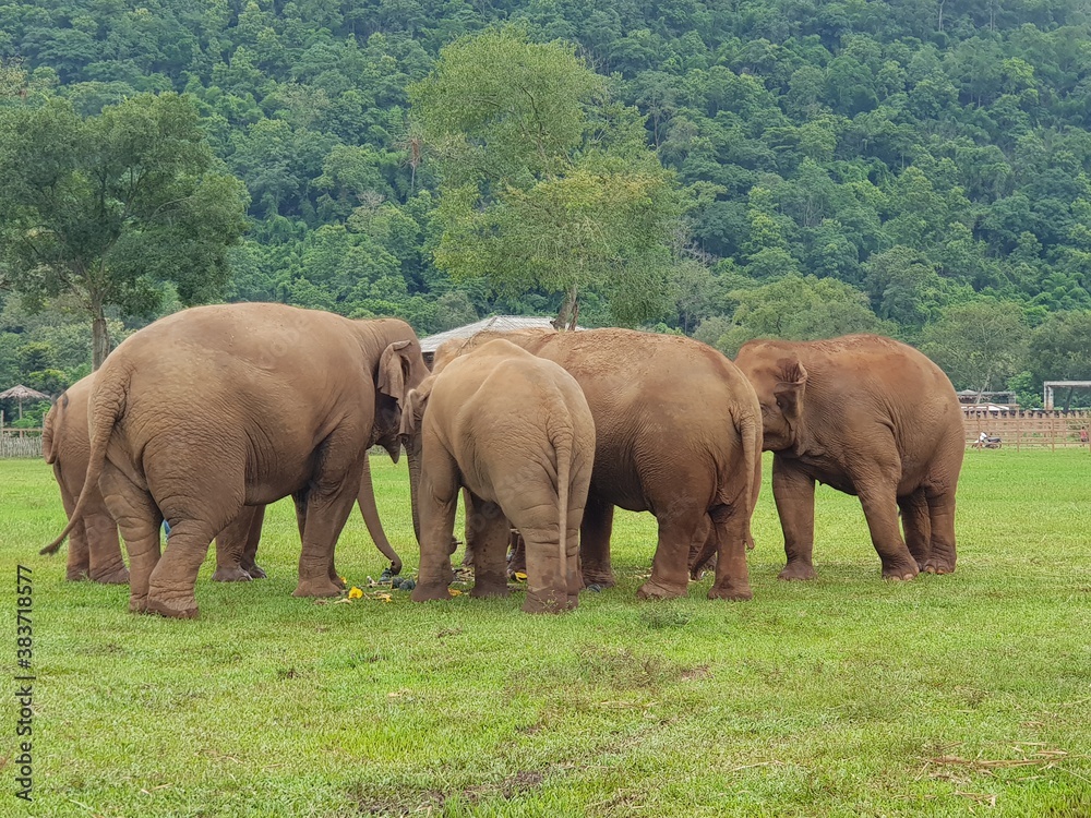 Fototapeta premium Thai elephant family That is preserved for tourists to see 