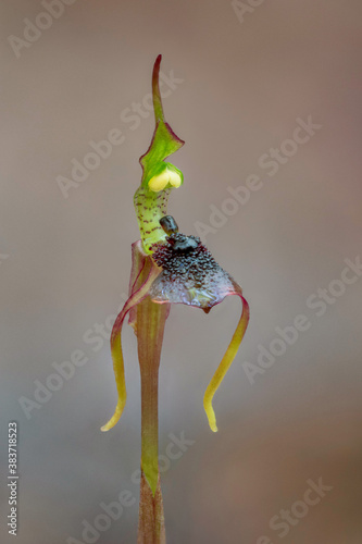 Chiloglottis diphylla (Common Wasp Orchid) - native to Australia - only approx 100mm high